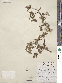 Philadelphus microphyllus var. crinitus image