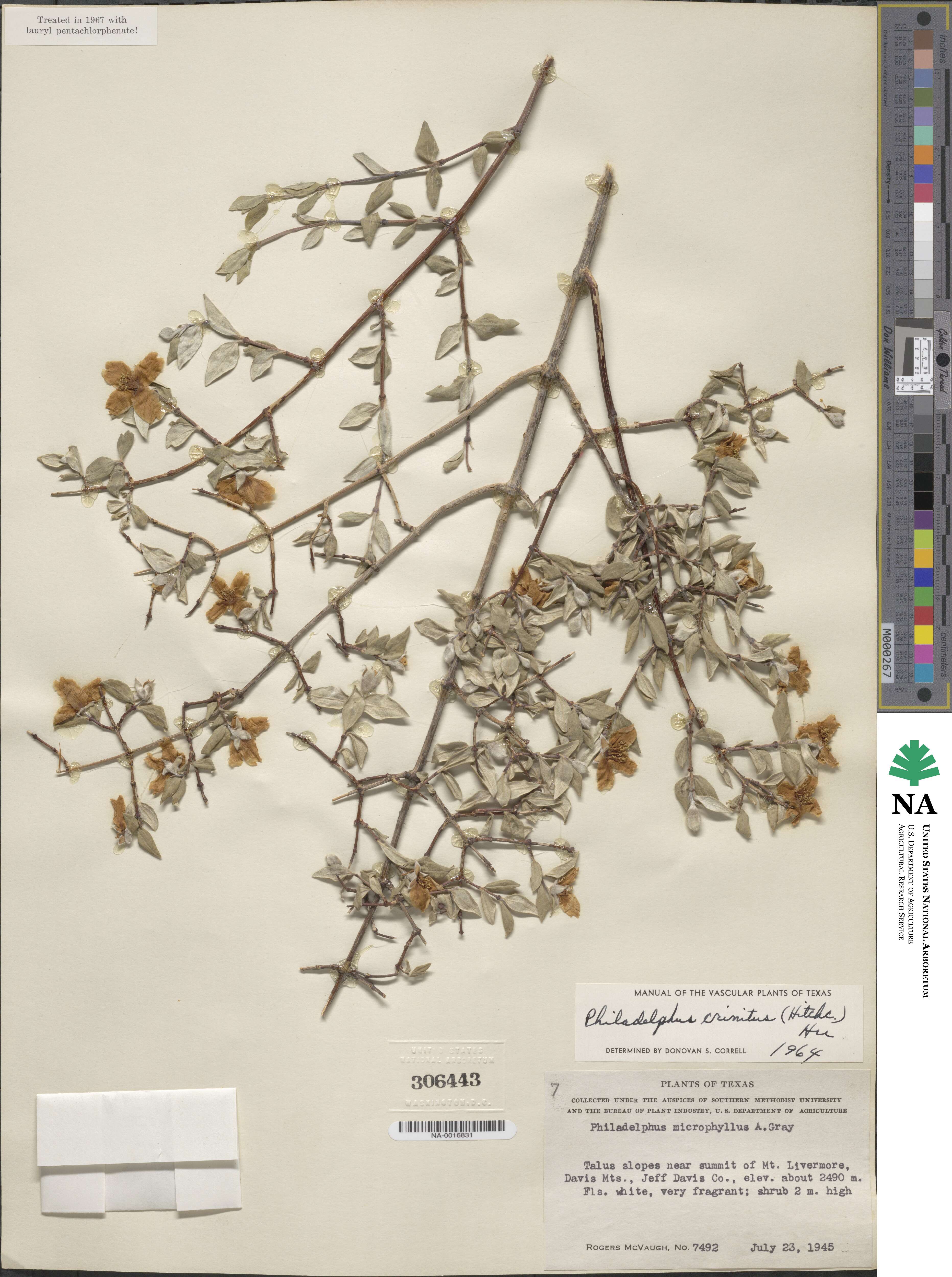 Philadelphus microphyllus var. crinitus image