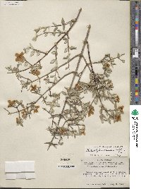 Philadelphus microphyllus image