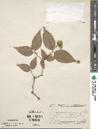 Philadelphus inodorus image