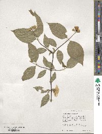 Philadelphus inodorus image