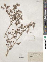 Image of Philadelphus serpyllifolius