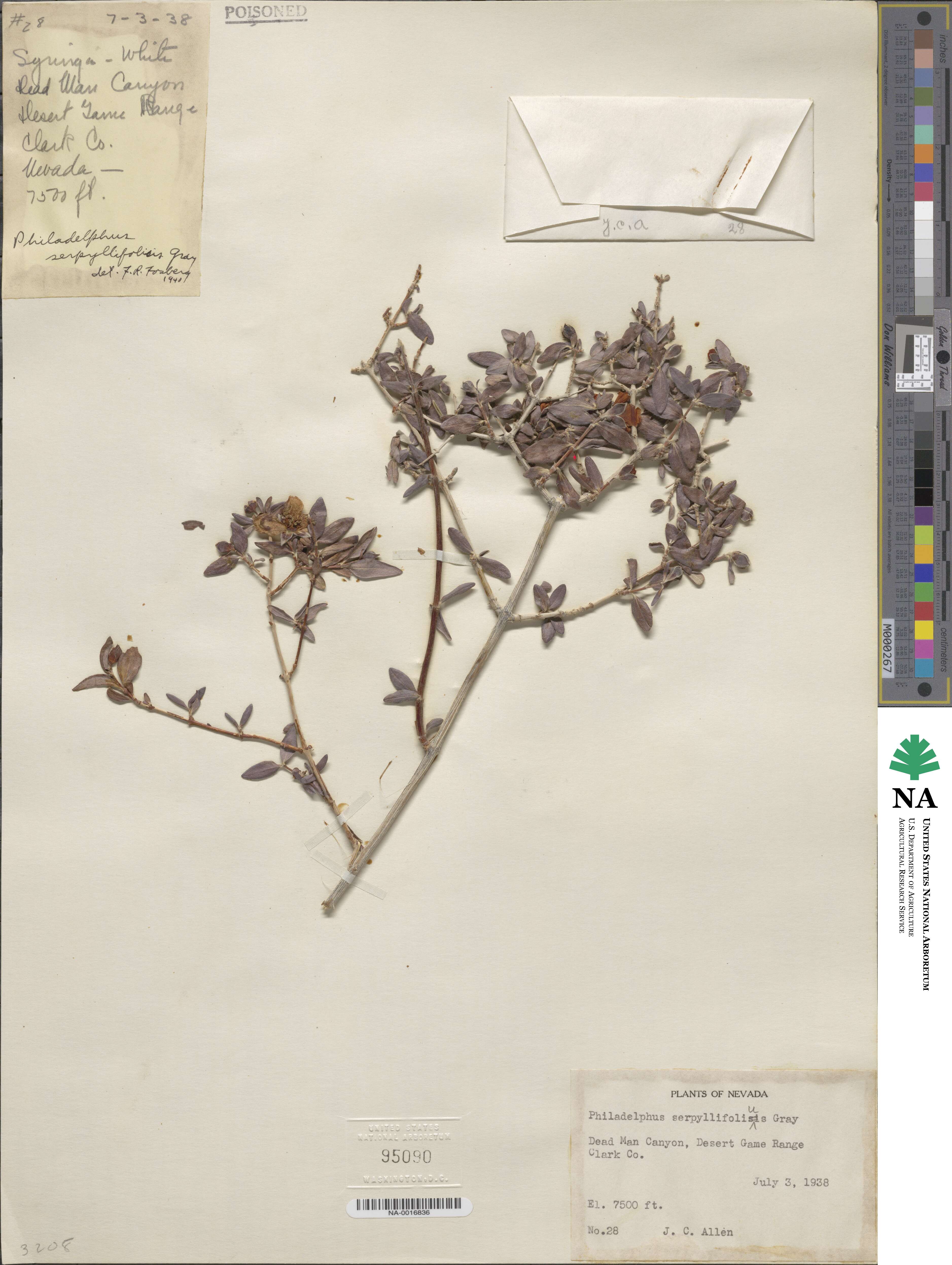 Philadelphus serpyllifolius image