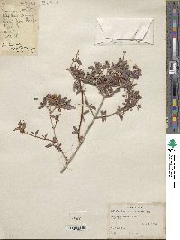 Philadelphus serpyllifolius image