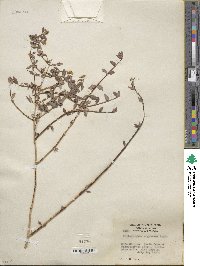 Philadelphus argenteus image