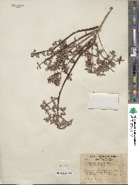 Philadelphus argenteus image