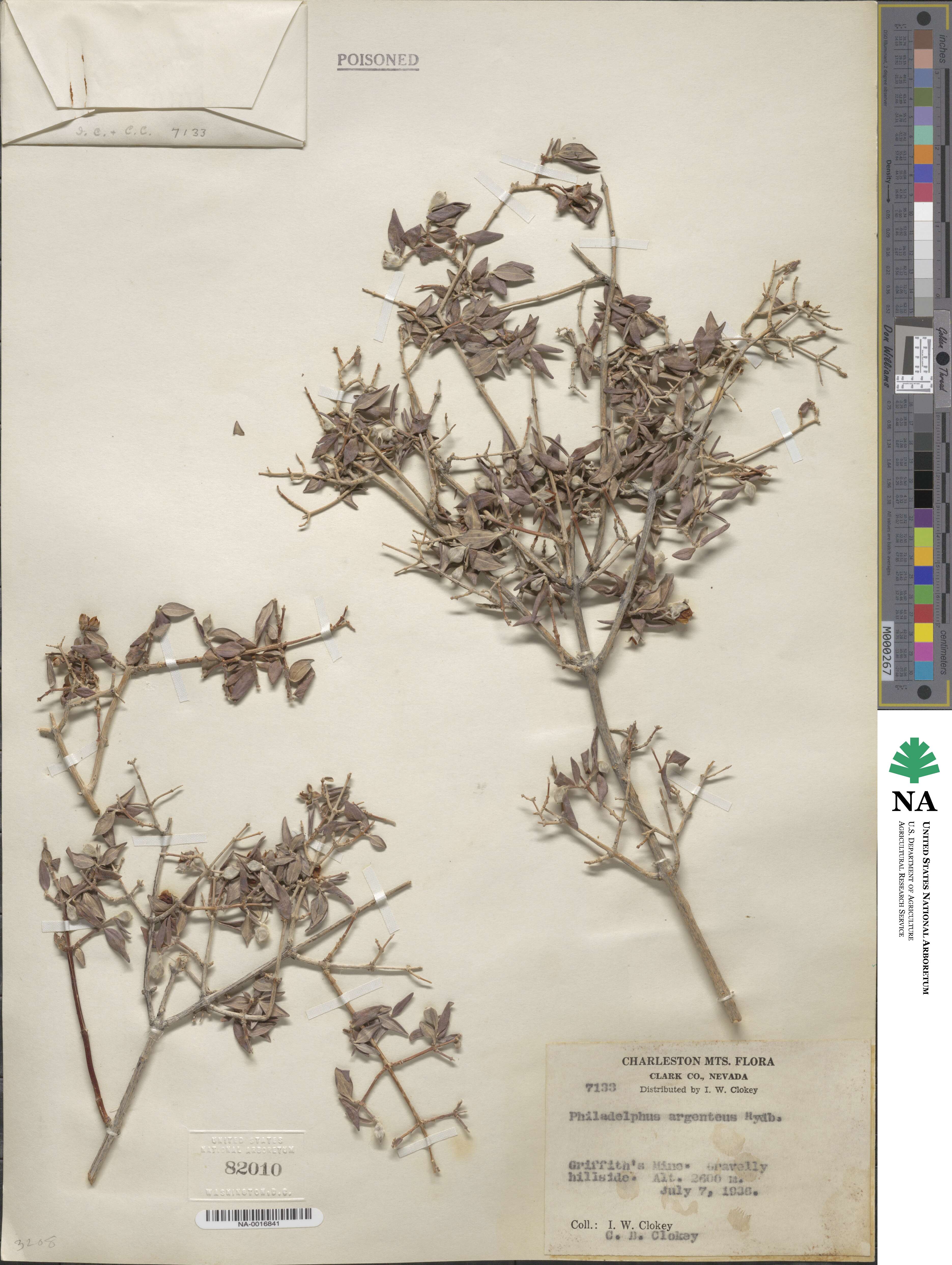 Philadelphus argenteus image