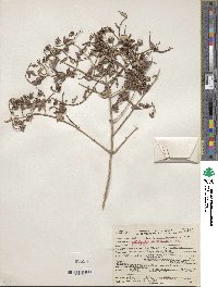 Philadelphus microphyllus image