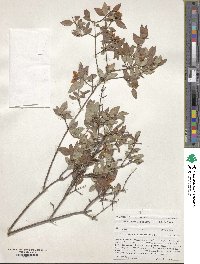 Philadelphus microphyllus image