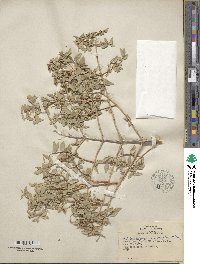 Philadelphus microphyllus image