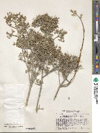 Philadelphus microphyllus image