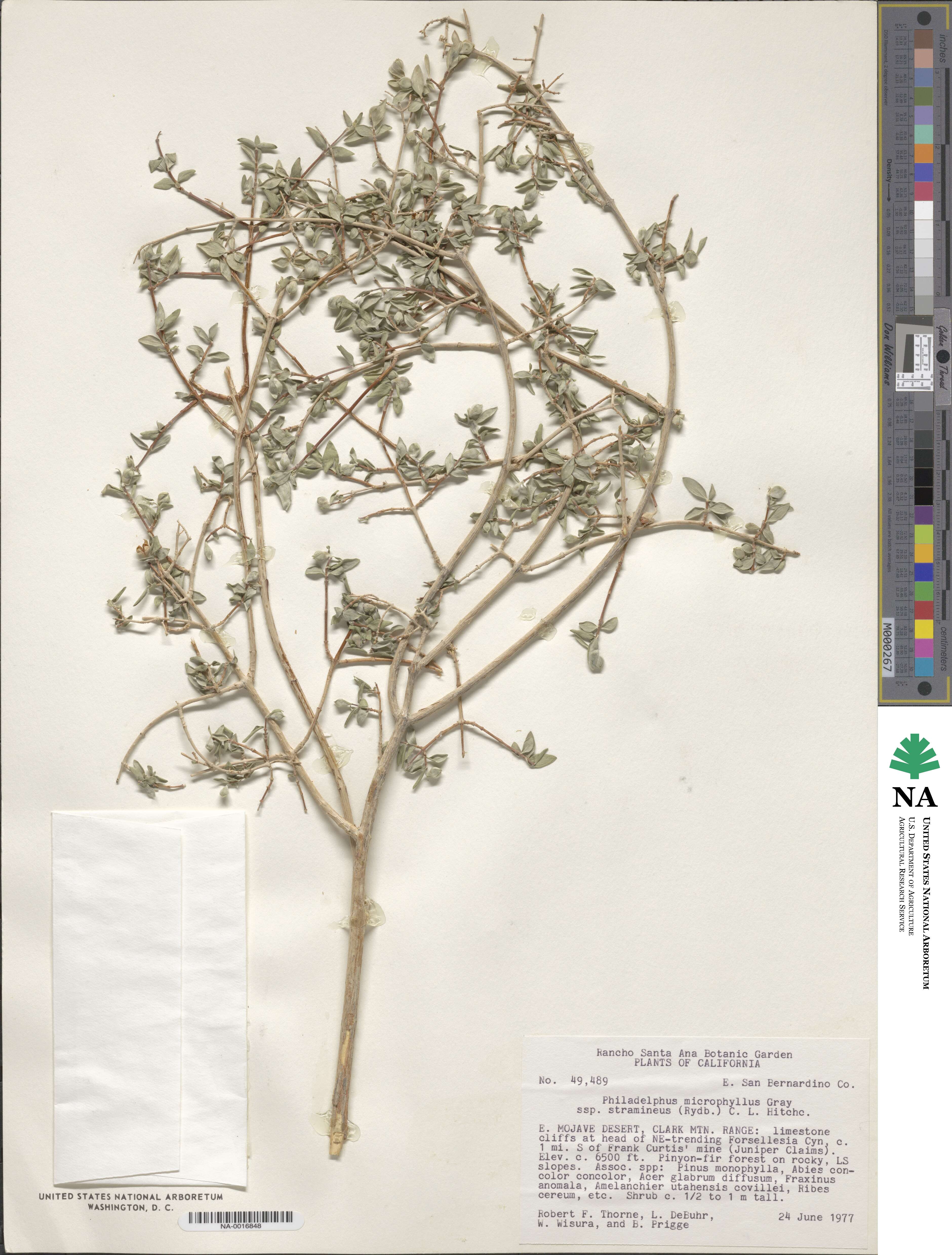 Philadelphus microphyllus image