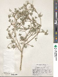 Philadelphus microphyllus image