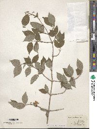 Philadelphus hirsutus image