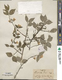 Philadelphus hirsutus image