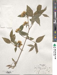 Philadelphus hirsutus image