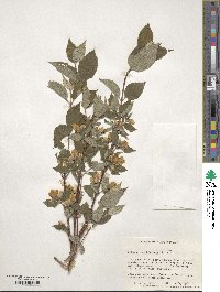 Philadelphus hirsutus image