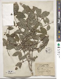 Philadelphus hirsutus image