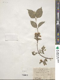 Philadelphus hirsutus image