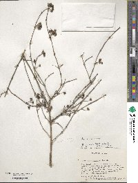 Philadelphus hirsutus image