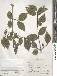 Philadelphus hirsutus image