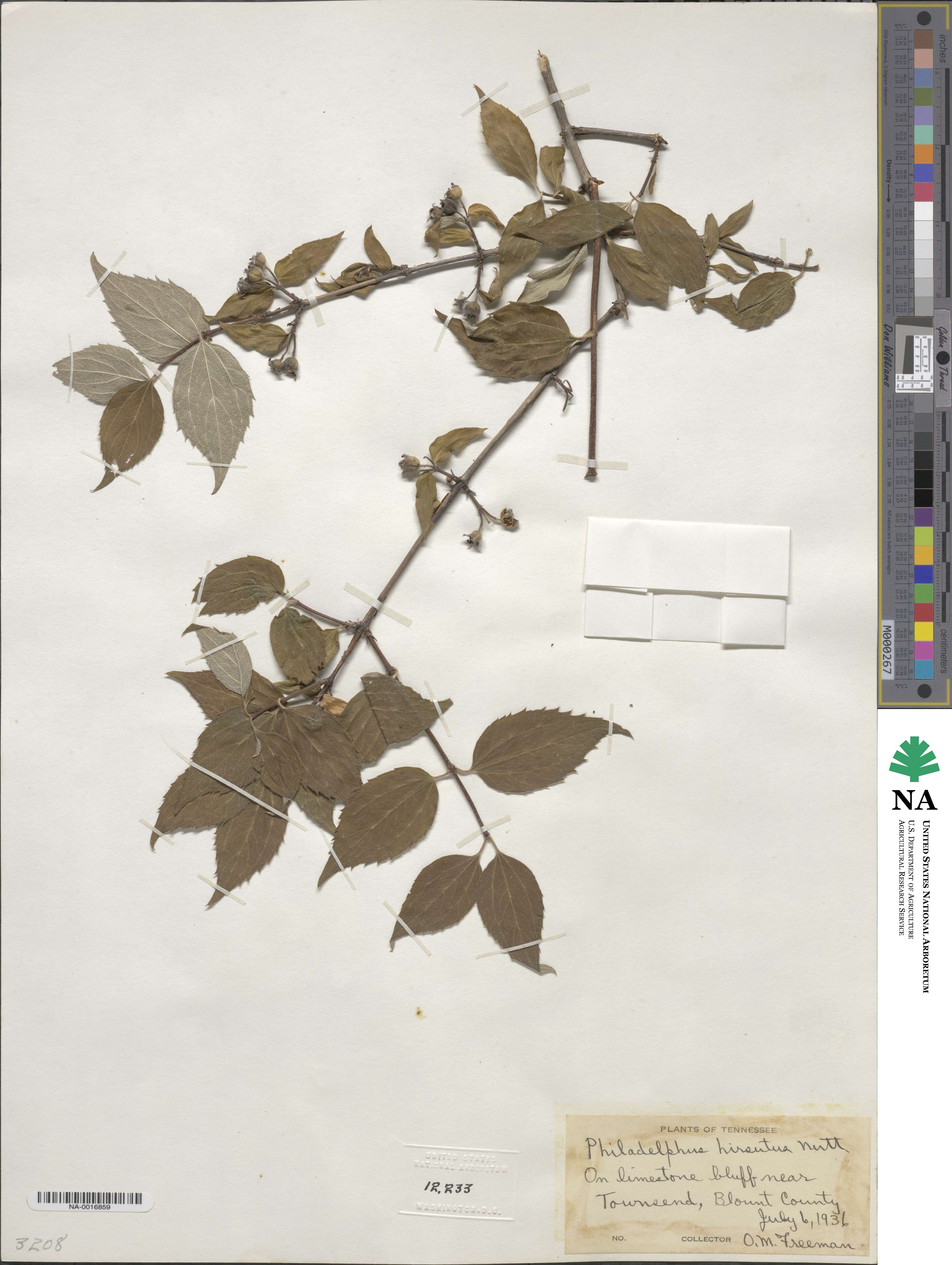 Philadelphus hirsutus image