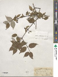 Philadelphus hirsutus image