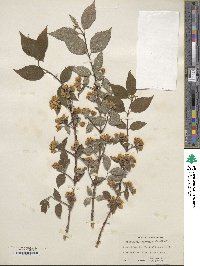 Philadelphus hirsutus image