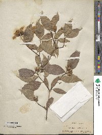 Philadelphus grandiflorus image