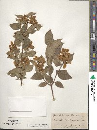 Philadelphus lewisii image