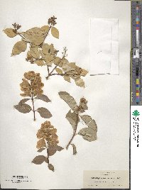 Philadelphus lewisii image