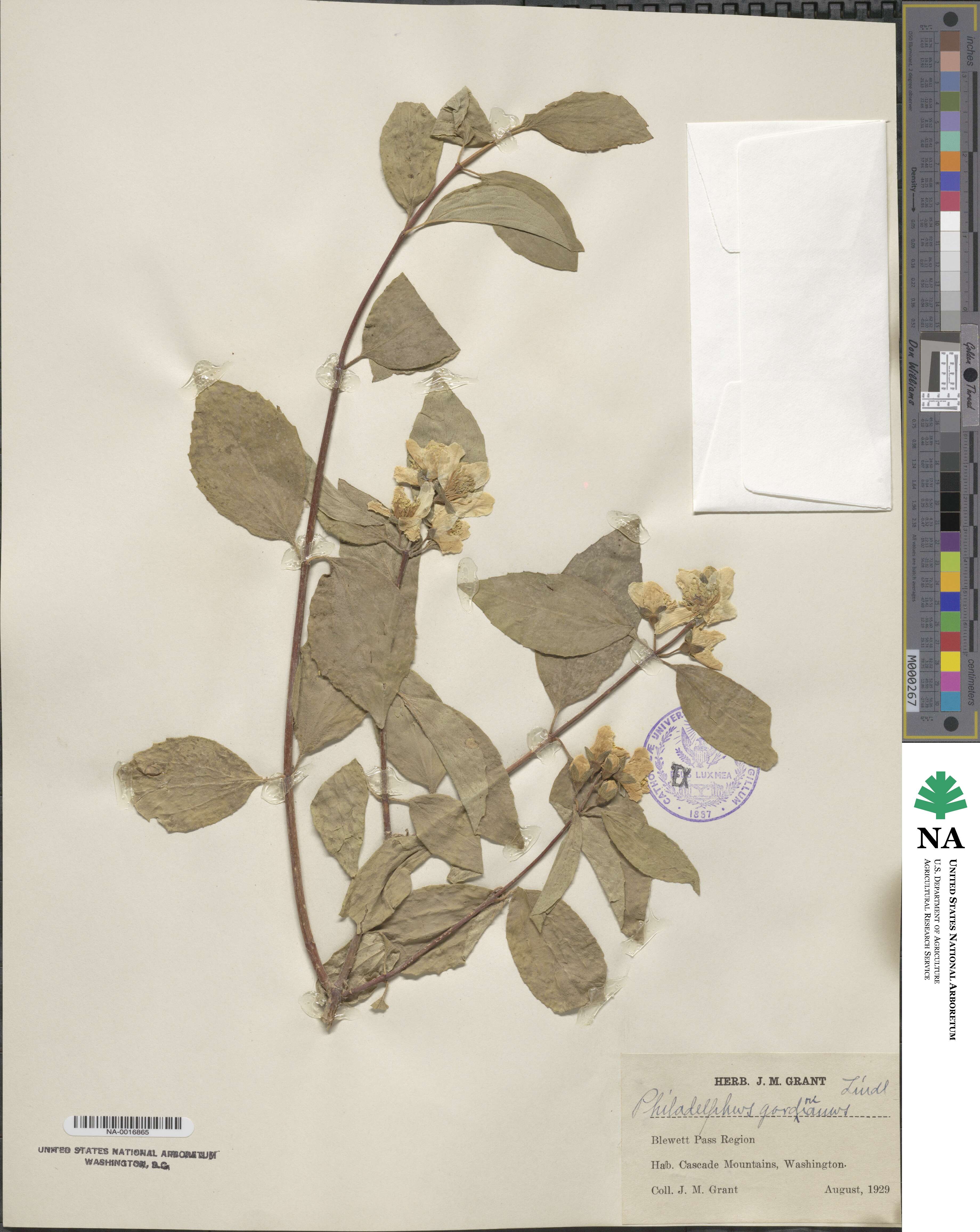 Philadelphus lewisii image