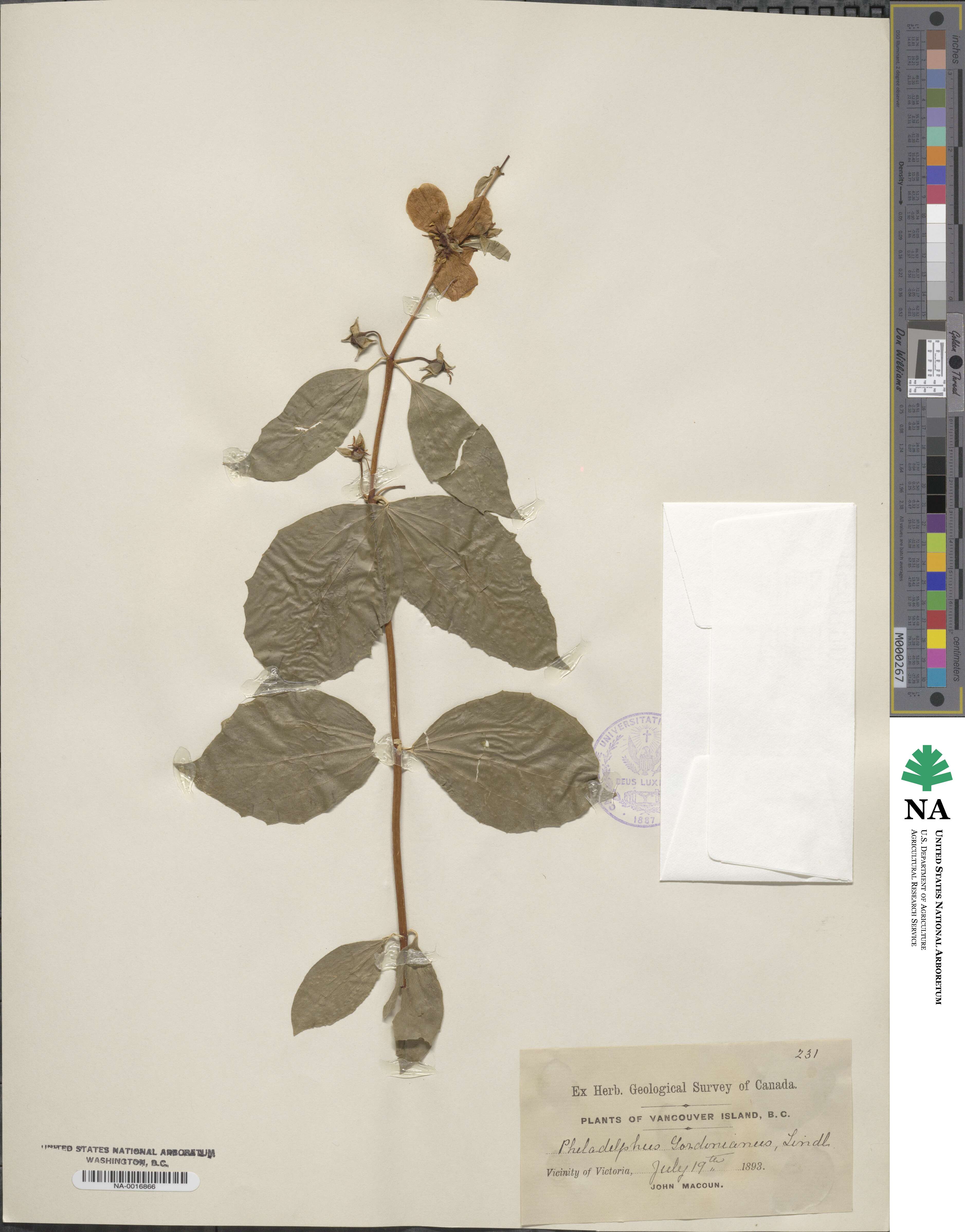 Philadelphus lewisii image