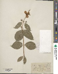 Philadelphus lewisii image