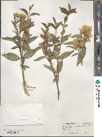 Philadelphus lewisii image