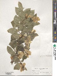 Philadelphus lewisii image