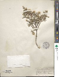 Philadelphus microphyllus image