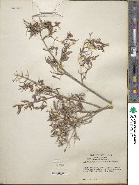 Philadelphus microphyllus image