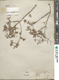 Philadelphus microphyllus image