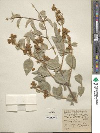 Image of Philadelphus californicus