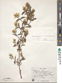 Philadelphus lewisii image