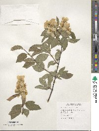 Philadelphus lewisii image