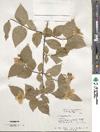 Philadelphus inodorus image