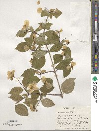 Philadelphus inodorus image