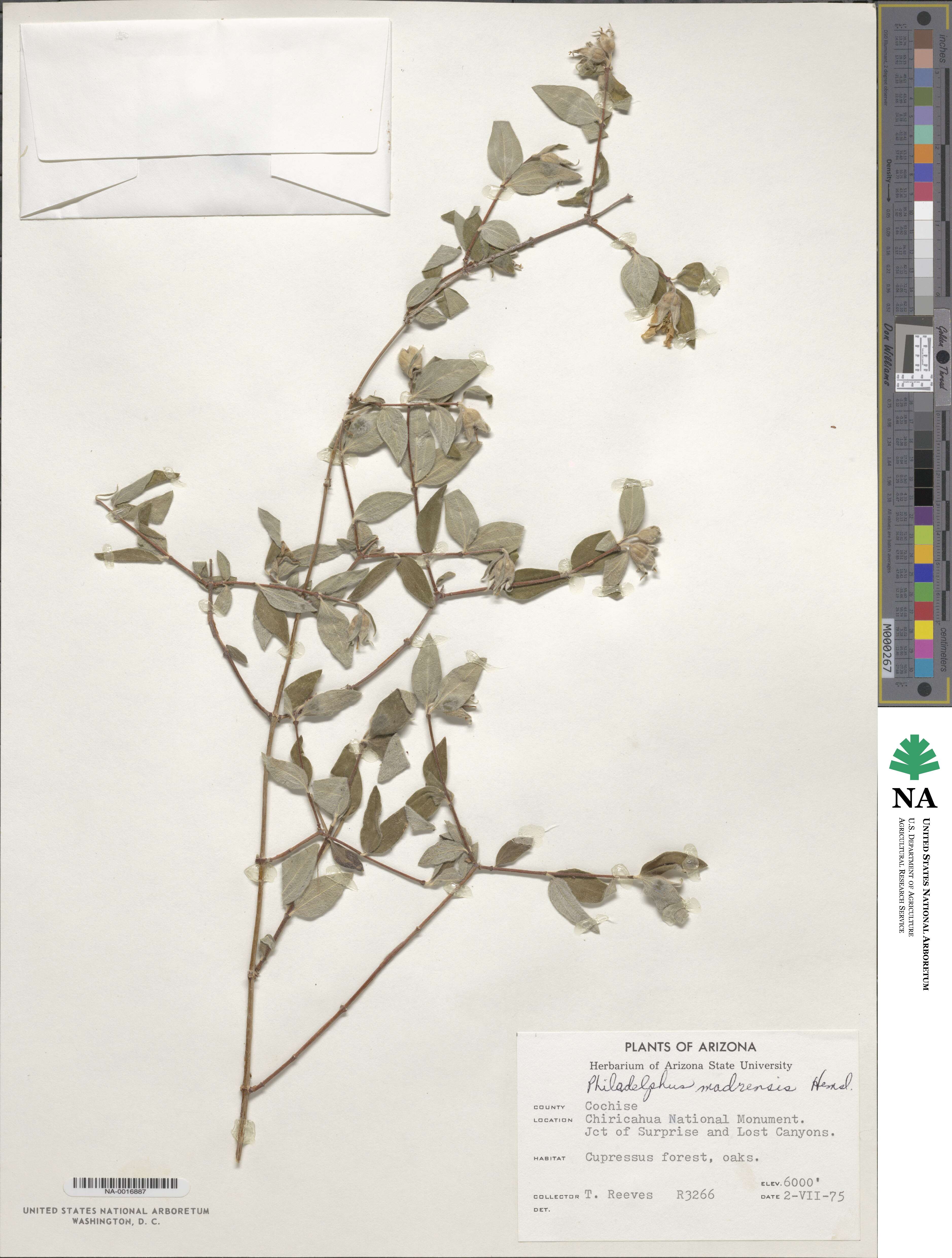 Philadelphus microphyllus var. madrensis image
