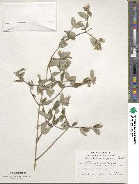 Philadelphus microphyllus image