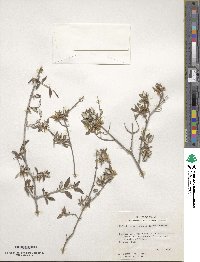 Image of Philadelphus texensis