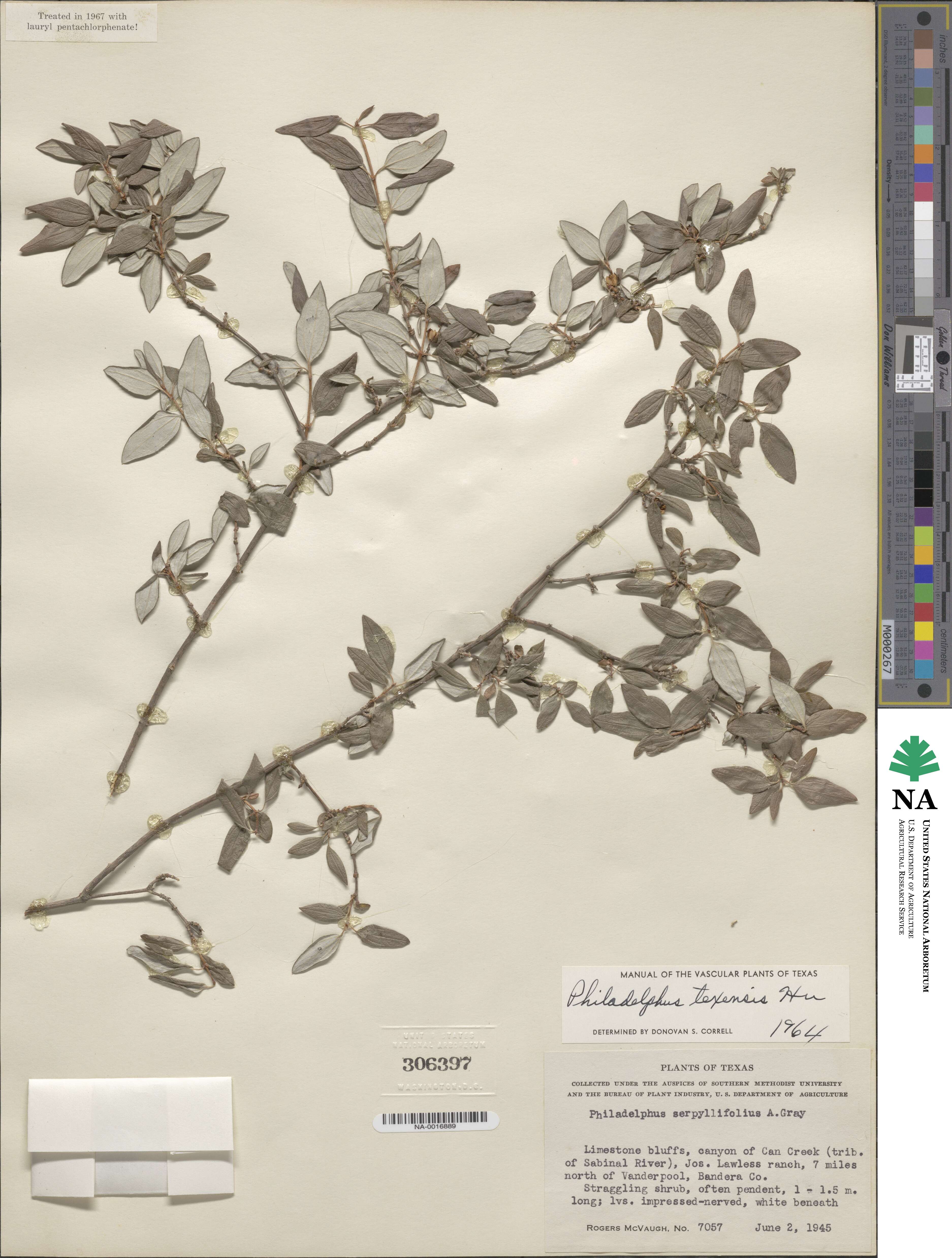 Philadelphus texensis image