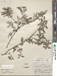 Philadelphus texensis image