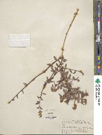 Philadelphus microphyllus image